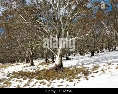 Gomma da neve (Eucalyptus paucciflora) in bosco alpino. Monte Hotham, Alpi Vittoriane, Victoria, Australia Foto Stock