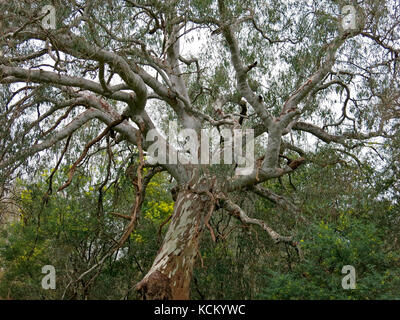 La gomma rossa del fiume (Eucalyptus camaldulensis) nella foresta accanto al fiume Murray, Albury, nuovo Galles del Sud, Australia Foto Stock