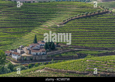 Vista dei vigneti da Quinta Dona Maria, Valle del Douro, Foto Stock