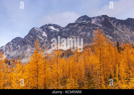 Montare Monica sopra rientrano i larici a Monica Prati, Purcell montagne, British Columbia, Canada. Foto Stock