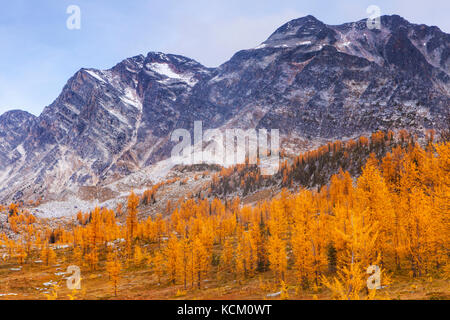 Montare Monica sopra rientrano i larici a Monica Prati, Purcell montagne, British Columbia, Canada. Foto Stock