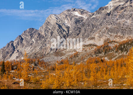 Montare Monica sopra rientrano i larici a Monica Prati, Purcell montagne, British Columbia, Canada. Foto Stock