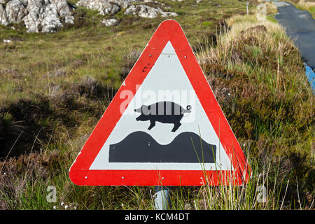 Cartello stradale, con avviso di maiali, su Calum's Road, Isle of Raasay, Scotland, UK Foto Stock