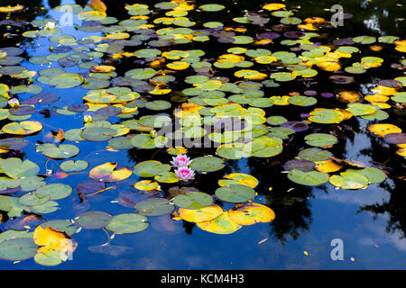 Stagno, Kasugai Giardino Giapponese, Kelowna, regione Okanagan, British Columbia, Canada. Foto Stock