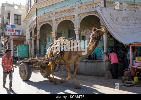 La vita quotidiana in mandawa, India - uomo a camminare accanto a cammello tirando un carrello Foto Stock
