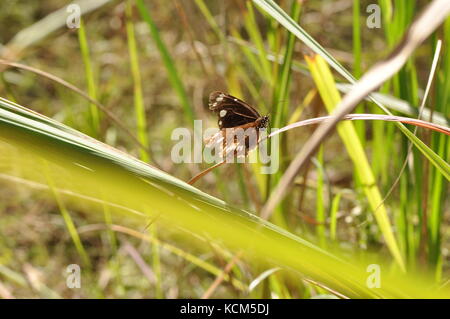 Maschio corvo comune butterfly (euploea corinna), bowling green bay national park (alligator creek), townsville, QLD, Australia Foto Stock