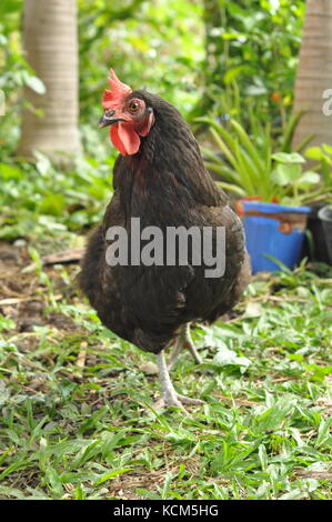 Australop free range di pollo (Gallus gallus) sul prato, Townsville, Queensland, Australia Foto Stock