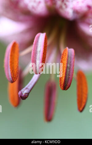Martagon gigli (Lilium martagon) Foto Stock
