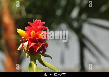 Torcia Ginger a piantare fiori, Townsville, Queensland, Australia Foto Stock