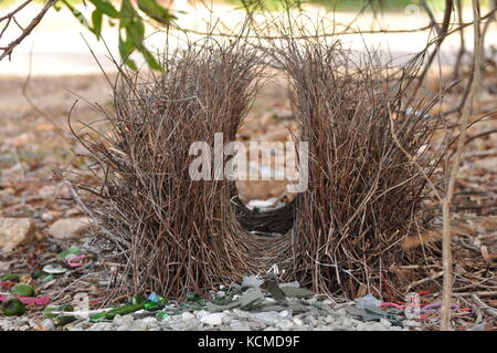 Grande Uccello bower 'bower' in townsville australia, Ott 2017. Questo maschio bower bird ha scelto il verde e grigio come i suoi colori a scelta Foto Stock