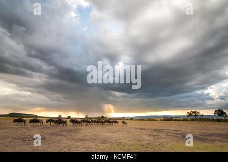 Una mandria di gnu camminare sotto una tempesta cloud con un raggio di luce, il Masai Mara, Kenya Foto Stock