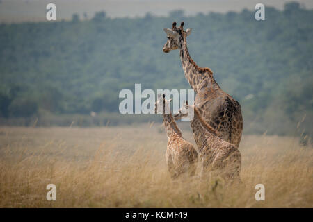 Un adulto giraffe babysits due giovani vitelli nella savana, Masai Mara, Kenya Foto Stock