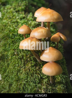 Galerina marginata o campana funebre fungo Foto Stock