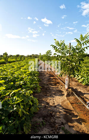 Intercropping, giovane inglese frutteto di noce, Chandler varietà " Juglans regia' consociata con Green Acorn squash 'Cucurbita pepo var. turbinate'. Foto Stock