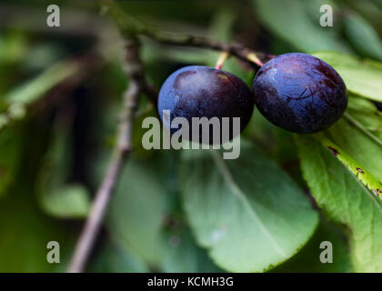 Una coppia di autunno prugnoli, maturo e pronto per il prelievo. un ingrediente principale di fatti in casa a base di sloe gin. Foto Stock