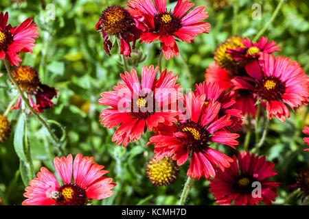 Gaillardia pulchella Firewheels ' rosso sangue ' Foto Stock