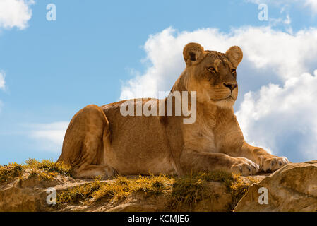 Femmina di lion panthera leo sorge sulla sommità di una roccia blu su sfondo con cielo nuvoloso. Foto Stock