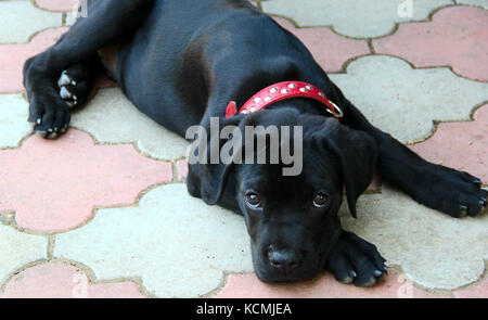 piccolo cagnolino nero corso di canna con collare rosso. foto. Foto Stock