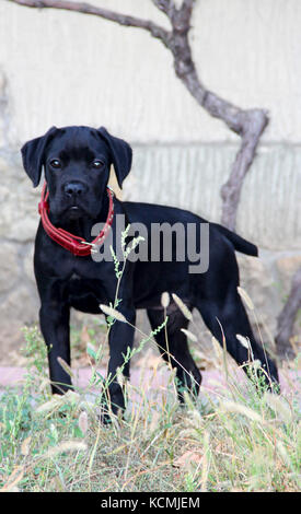 piccolo cagnolino nero corso di canna con collare rosso. foto. Foto Stock