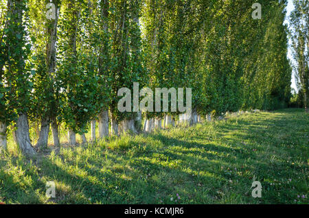 Pioppi (populus) come parabrezza, CAMARGUE, Francia Foto Stock