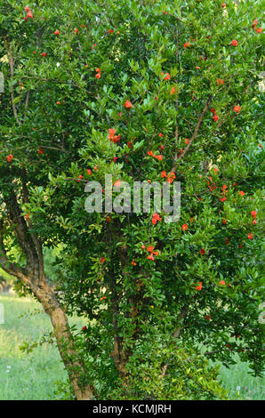 Melograno (Punica granatum) Foto Stock