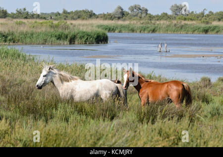 Cavallo bianco marrone con puledro, CAMARGUE, Francia Foto Stock