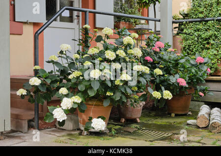 Big-lasciava ortensia (Hydrangea macrophylla) in vasi di fiori Foto Stock