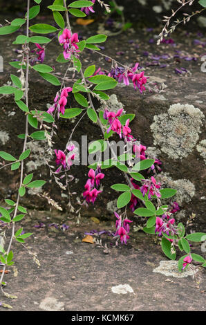 Thunberg's bushclover (lespedeza thunbergii) Foto Stock