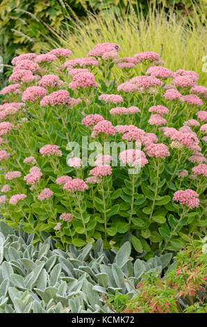 Orpine (sedum telephium syn. hylotelephium telephium) e di agnello le orecchie (stachys byzantina) Foto Stock