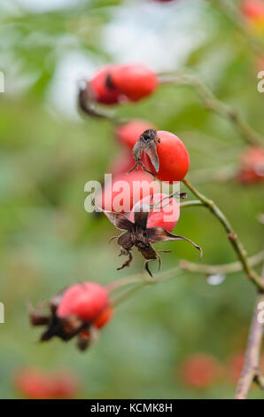 Fico d'india rose selvatiche (Rosa acicularis) Foto Stock