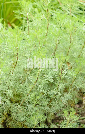 Southern assenzio (artemisia abrotanum) Foto Stock