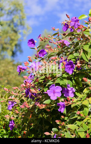 La principessa fiore (tibouchina urvilleana) Foto Stock