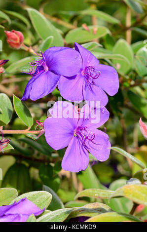 La principessa fiore (tibouchina urvilleana) Foto Stock