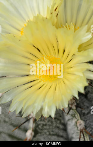 Il vescovo cappuccio del cactus (astrophytum ornatum) Foto Stock