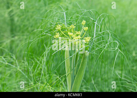 Firenze finocchio (Foeniculum vulgare var. azoricum) Foto Stock