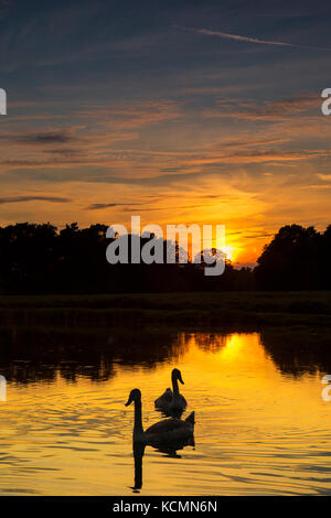 Un bel golden Cielo di tramonto riflesso in un lago con due cigni nuoto in primo piano. posizione, bushy park, Richmond upon Thames, London, Regno Unito. Foto Stock