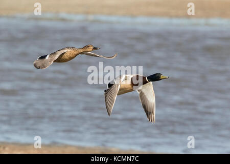 Comune di germano reale Anas platyrhynchos maschio e femmina adulti in volo, Norfolk, Regno Unito Foto Stock