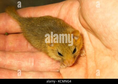 Moscardino (muscardinus avellanerius ) sveglio sulla mano del North Wales Wildlife Trust ricercatori mano Foto Stock