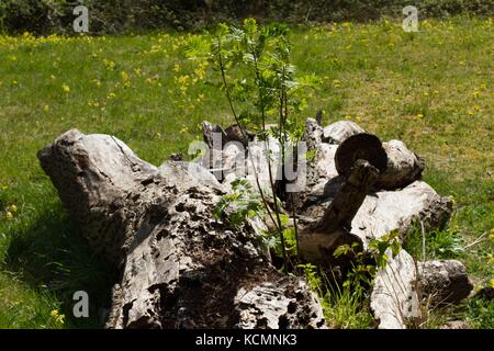 Il frassino ( Fraxinus excelsior) , giovane albero che cresce al di fuori del vecchio albero di cenere, rigenerante tree minacciata dalla matrice di cenere indietro . Foto Stock