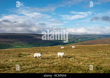 Pecore sulle colline sopra Reeth nelle Yorkshire Dales, Inghilterra. Foto Stock