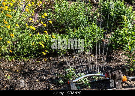 Sprinkler acqua di irrigazione di un giardino Foto Stock