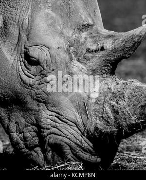 Lato vicino di Southern White Rhinoceros faccia (Ceratotherium simum), Cotswold Wildlife Park UK. Testa rinoceronte bianca e nera. Foto Stock