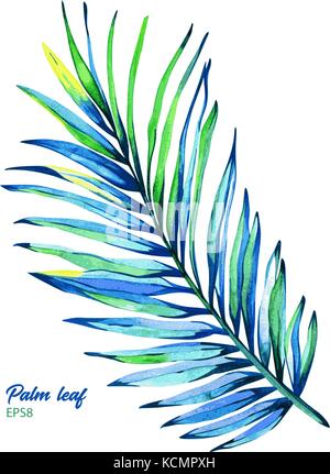 Dipinto a mano vettore acquerelli di betel palm. illustrazione botanica di noci di arec catecù foglia, isolati su sfondo bianco. elemento per il design. Illustrazione Vettoriale