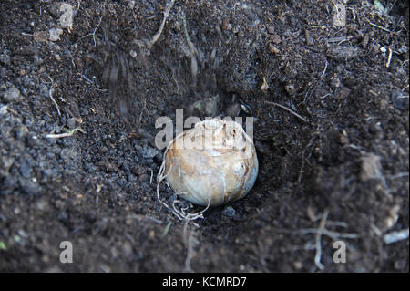 Un narcussus o lampadina daffodil pronto per piantare posizionato sul suolo di giardino Foto Stock