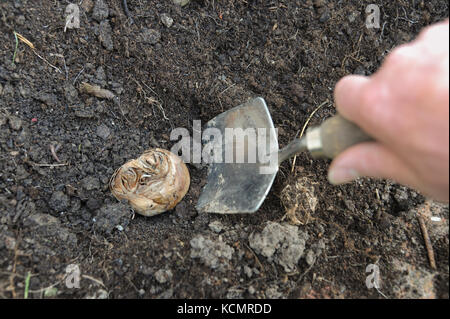 Per piantare un un narcussus o daffodil lampadina in autunno prima dell'inverno. Foto Stock