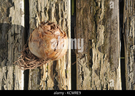 Narciso o lampadine daffodil fotografato su un dipinto di outdoor tavolo in legno pronti per essere piantati in autunno prima della fioritura in primavera. Foto Stock