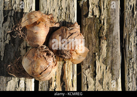 Narciso o lampadine daffodil fotografato su un dipinto di outdoor tavolo in legno pronti per essere piantati in autunno prima della fioritura in primavera. Foto Stock