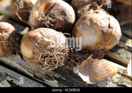 Narciso o lampadine daffodil fotografato su un dipinto di outdoor tavolo in legno pronti per essere piantati in autunno prima della fioritura in primavera. Foto Stock