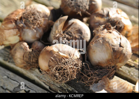 Narciso o lampadine daffodil fotografato su un dipinto di outdoor tavolo in legno pronti per essere piantati in autunno prima della fioritura in primavera. Foto Stock