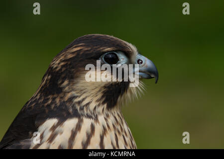 Falco pellegrino. Falco peregrinus. Closeup ritratto del singolo bambino prigioniero maschio. La contea di Powys. Galles Foto Stock